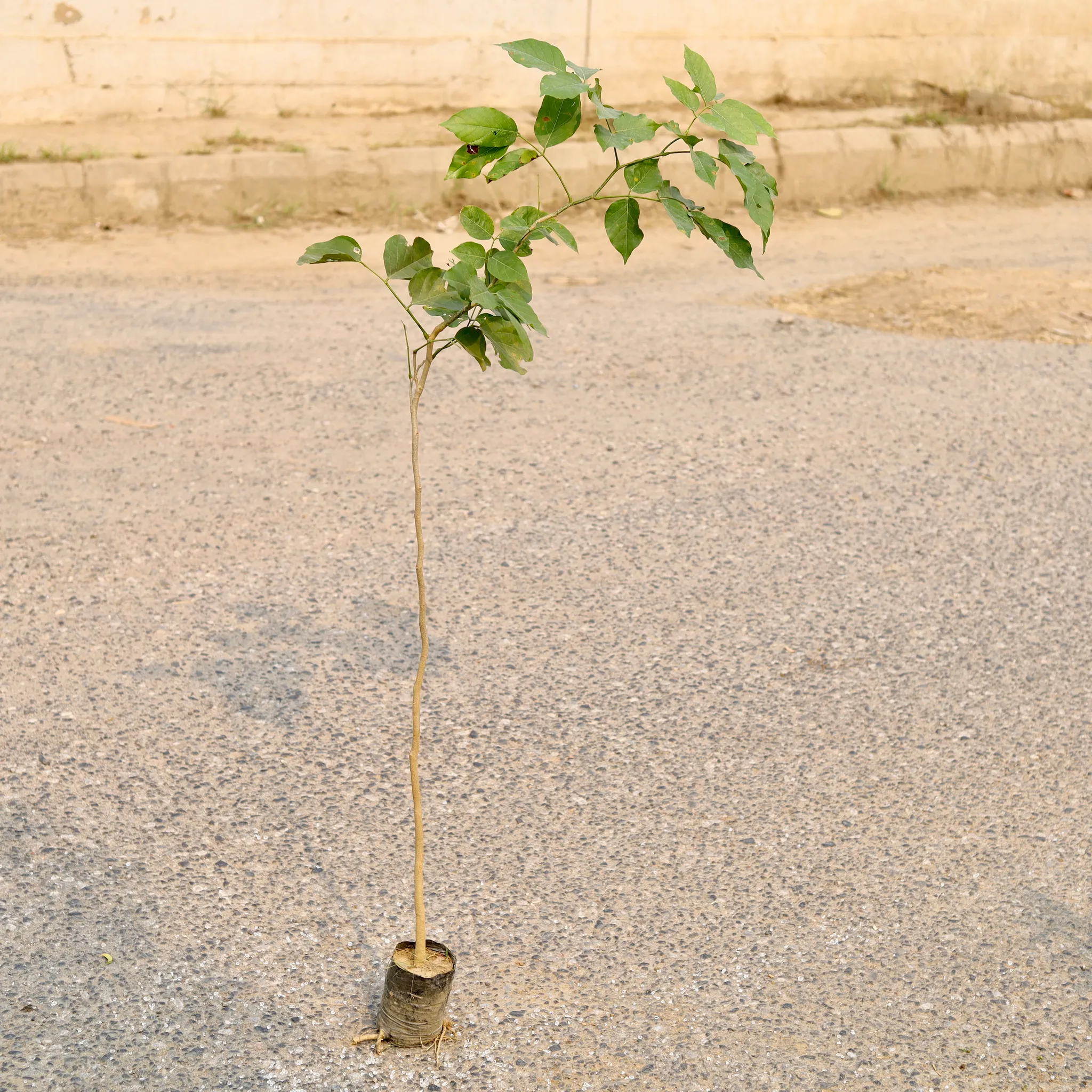 Pakhar Plant in 4 Inch Nursery Bag