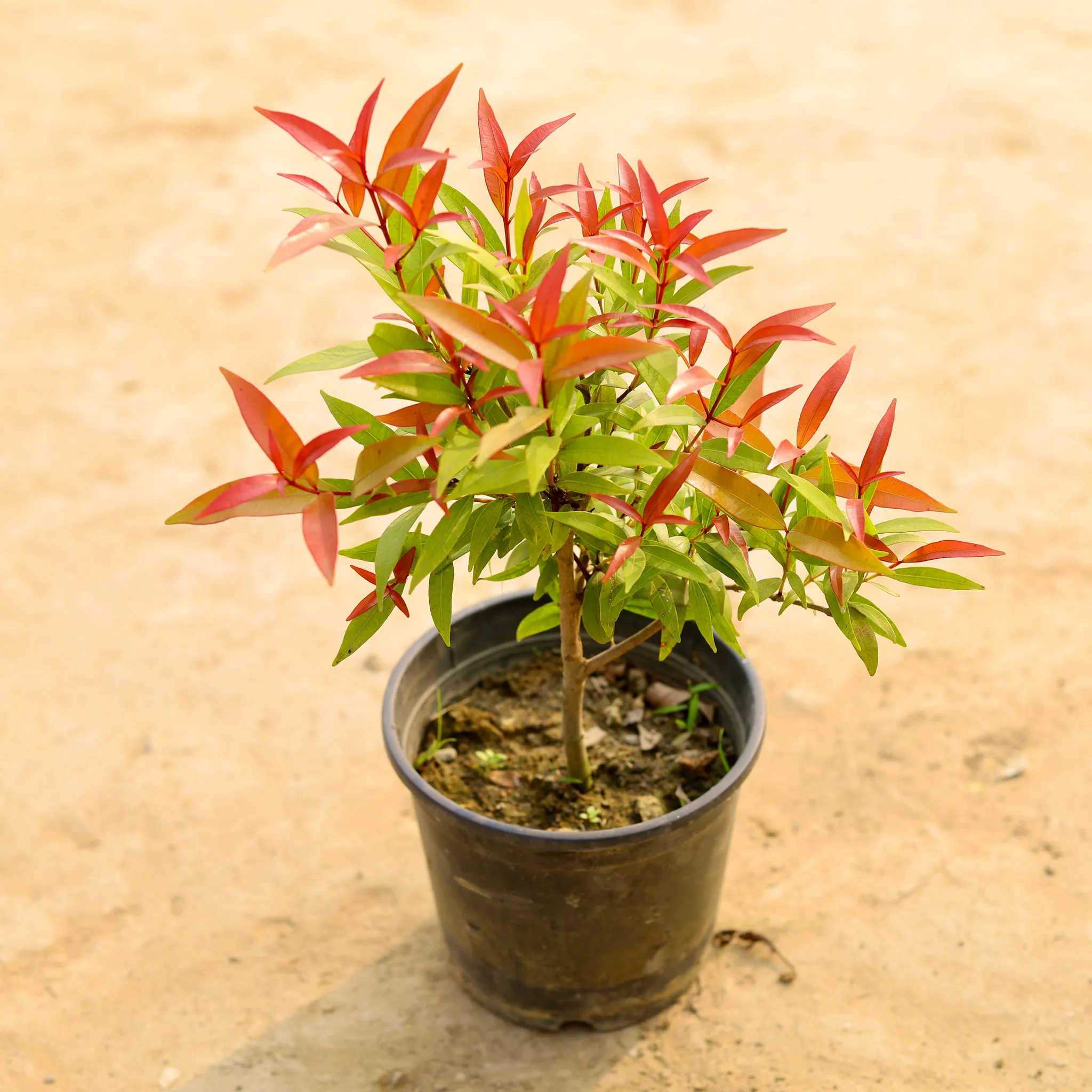 Syzygium / Christina Ficus� in 6 Inch Nursery Pot