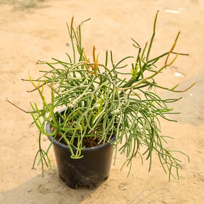 Buy Pencil Cactus in 8 Inch Nursery Pot Online | Urvann.com