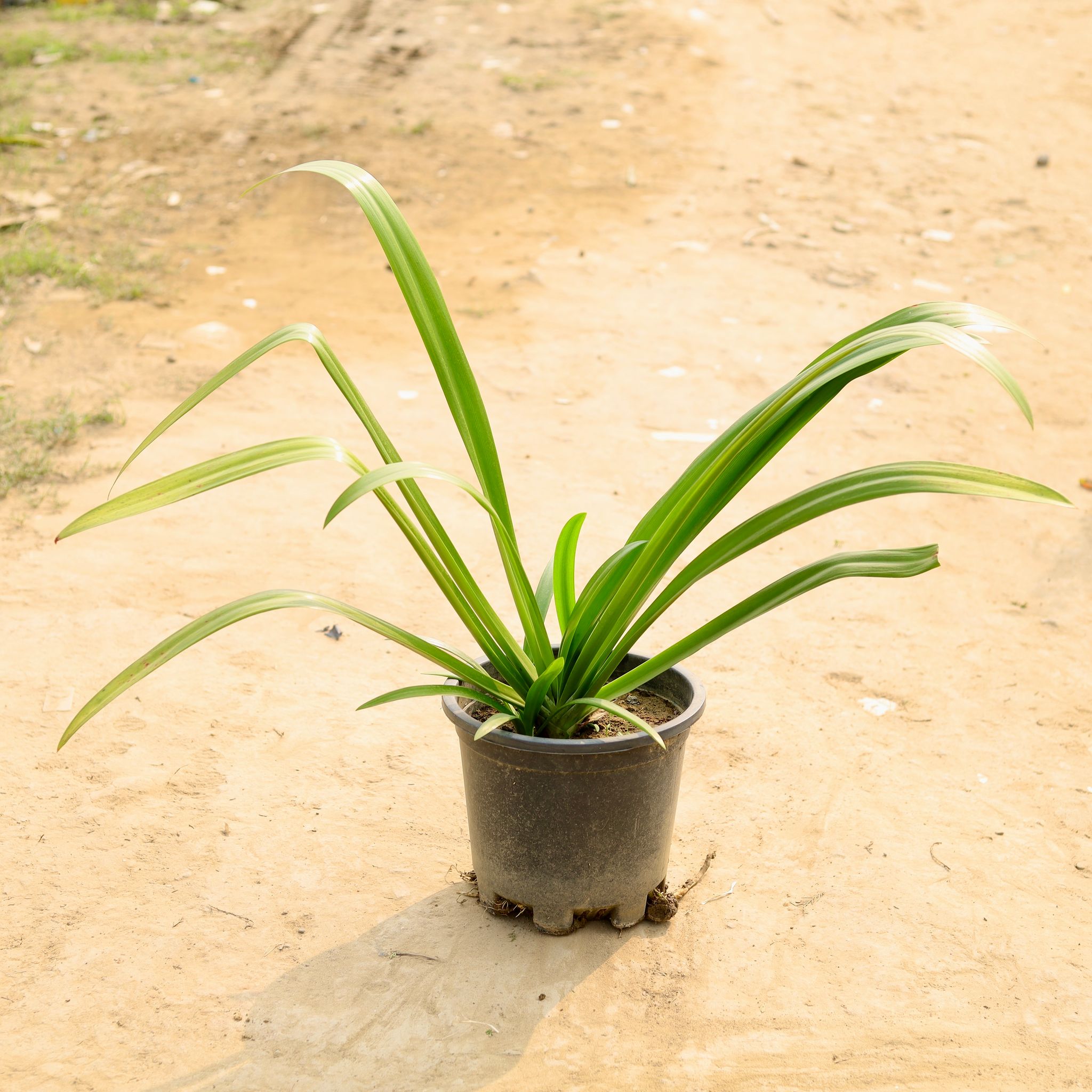 Spider Lily in 10 Inch Nursery Pot