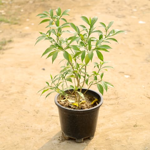 Chandni White in 8 Inch Nursery Pot