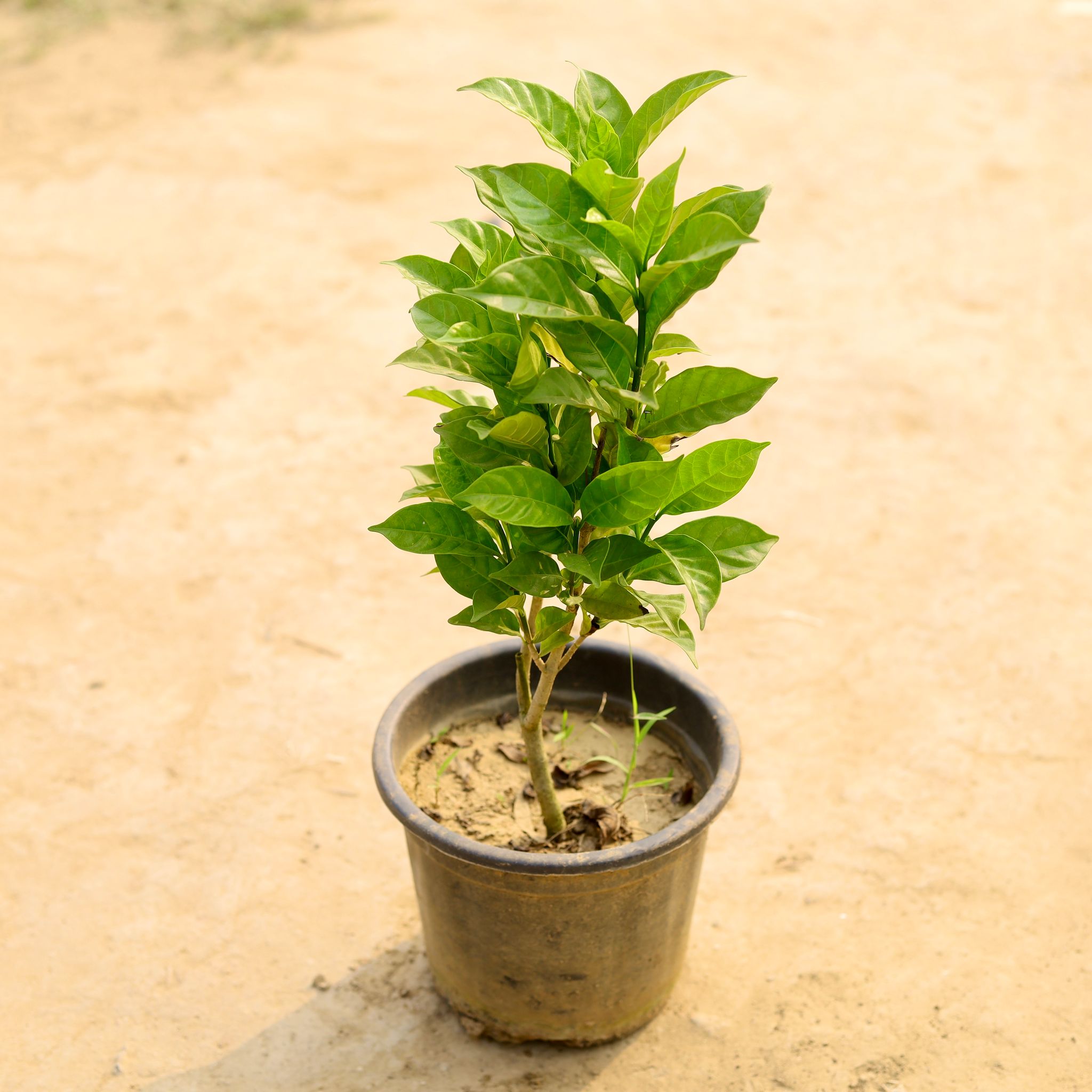 Double Chandni in 8 Inch Nursery Pot