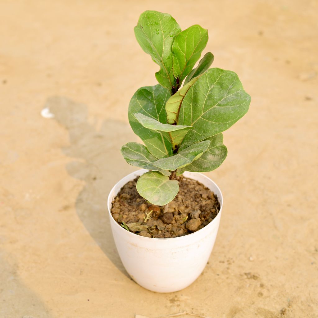 Buy Fiddle Leaf Fig / Ficus Lyrata in 6 Inch White Premium Orchid Round Plastic Pot Online | Urvann.com Fiddle Leaf Fig / Ficus Lyrata in 6 Inch White Premium Orchid Round Plastic Pot