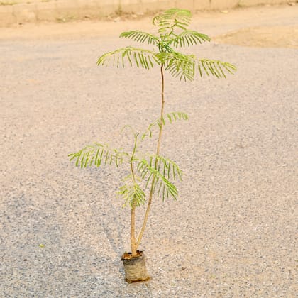 Buy Gulmohar / Delonix Regia in 4 Inch Nursery Bag Online | Urvann.com