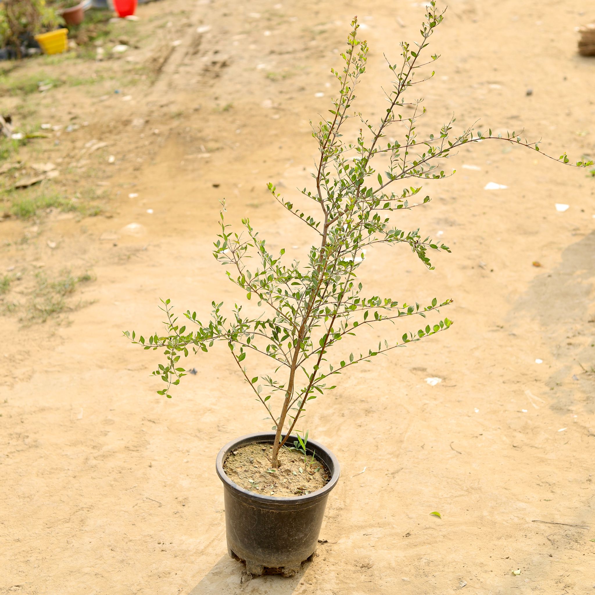 Mehndi / Henna Plant in 10 Inch Nursery Pot