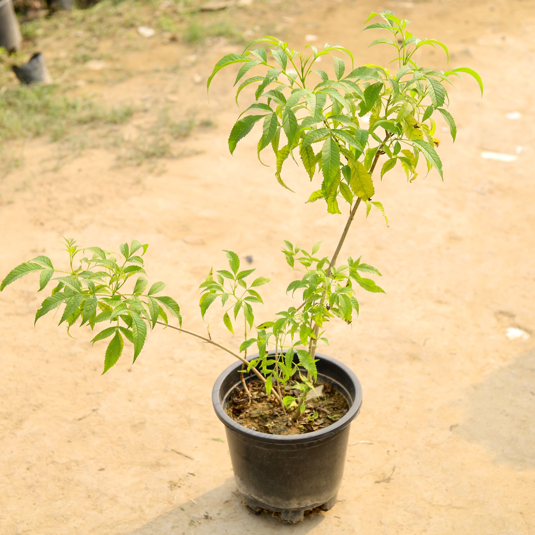 Tecoma (Any Colour) in 10 Inch Nursery Pot