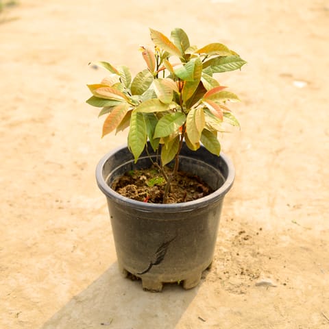 Laila Majnu in 10 Inch Nursery Pot