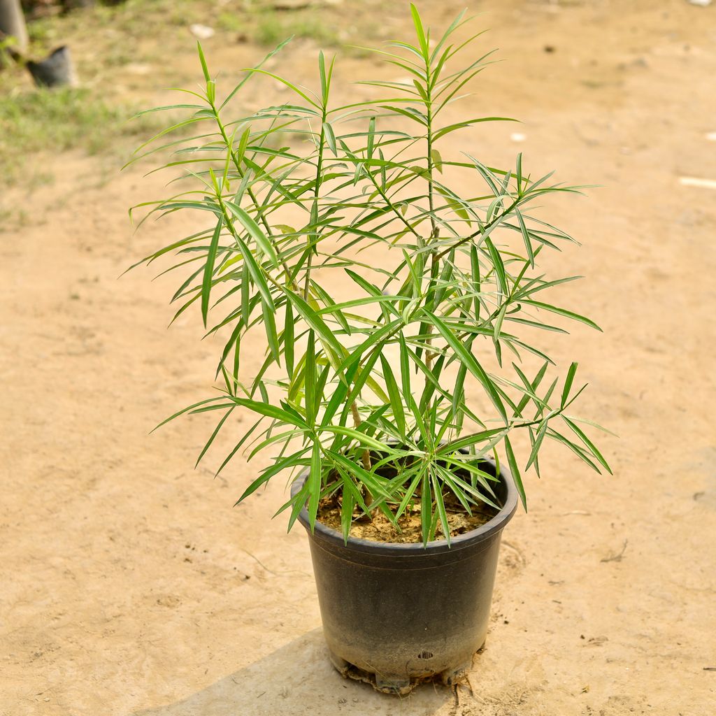 Buy Kaner / Oleander (Any Colour) in 10 Inch Nursery Pot Online | Urvann.com Kaner / Oleander (Any Colour) in 10 Inch Nursery Pot