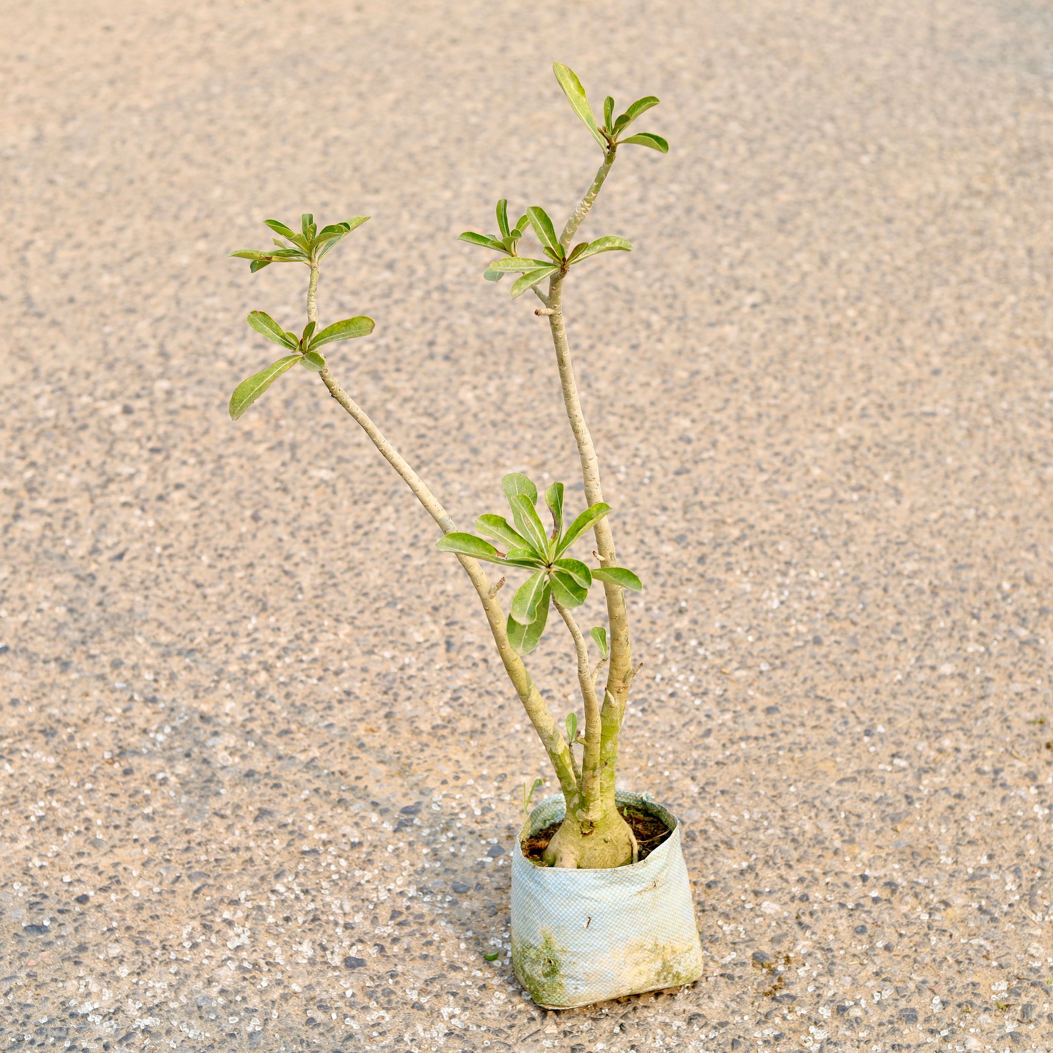 Adenium (Any Colour) in 4 Inch Nursery Bag