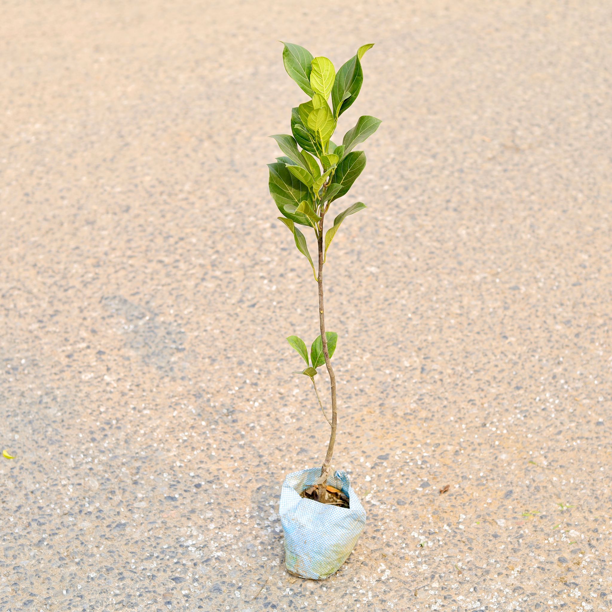 Kathal / Jackfruit in 4 Inch Nursery Bag