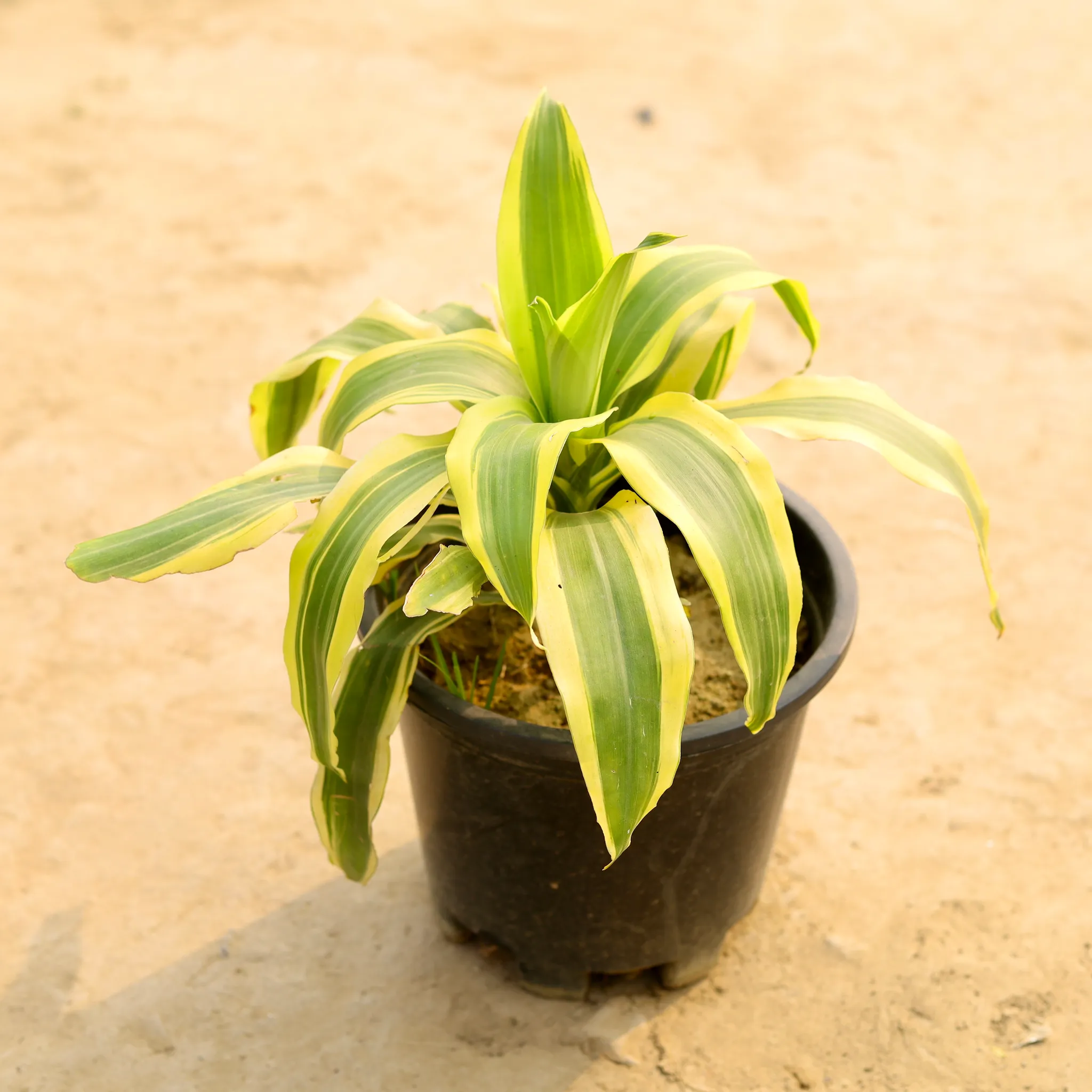 Dracaena Victoria in 6 Inch Nursery Pot