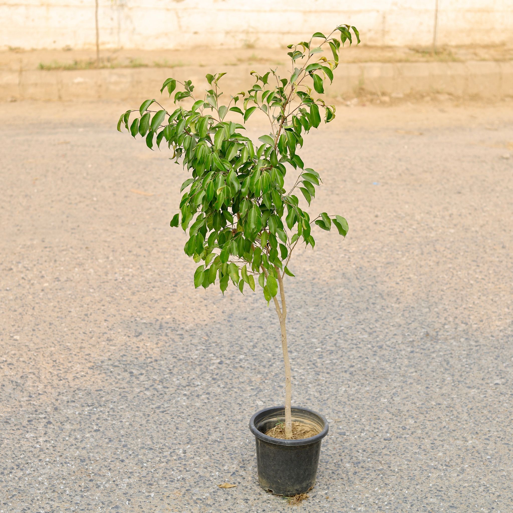 Ficus Green in 8 Inch Nursery Pot