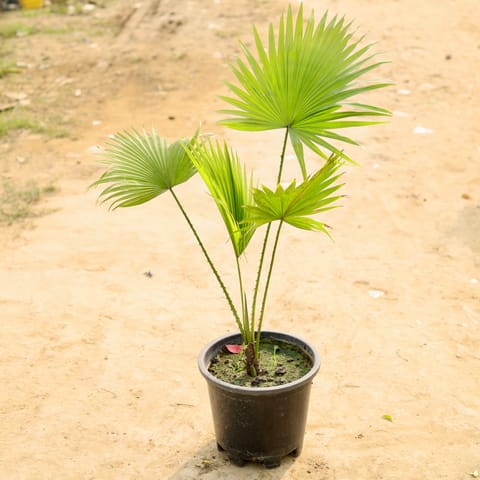 China / Fan Palm in 10 Inch Nursery Pot