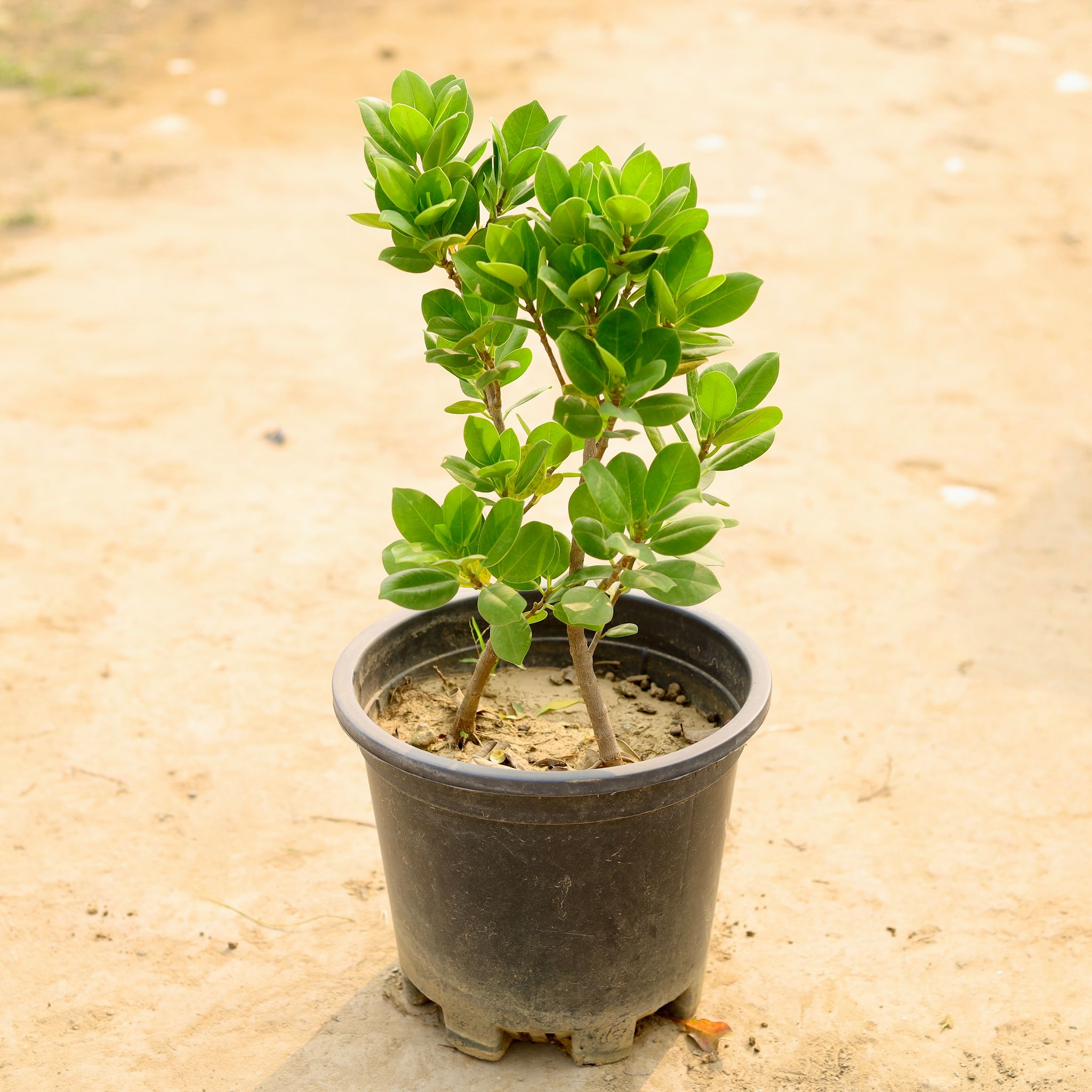 Ficus Green in 10 Inch Nursery Pot