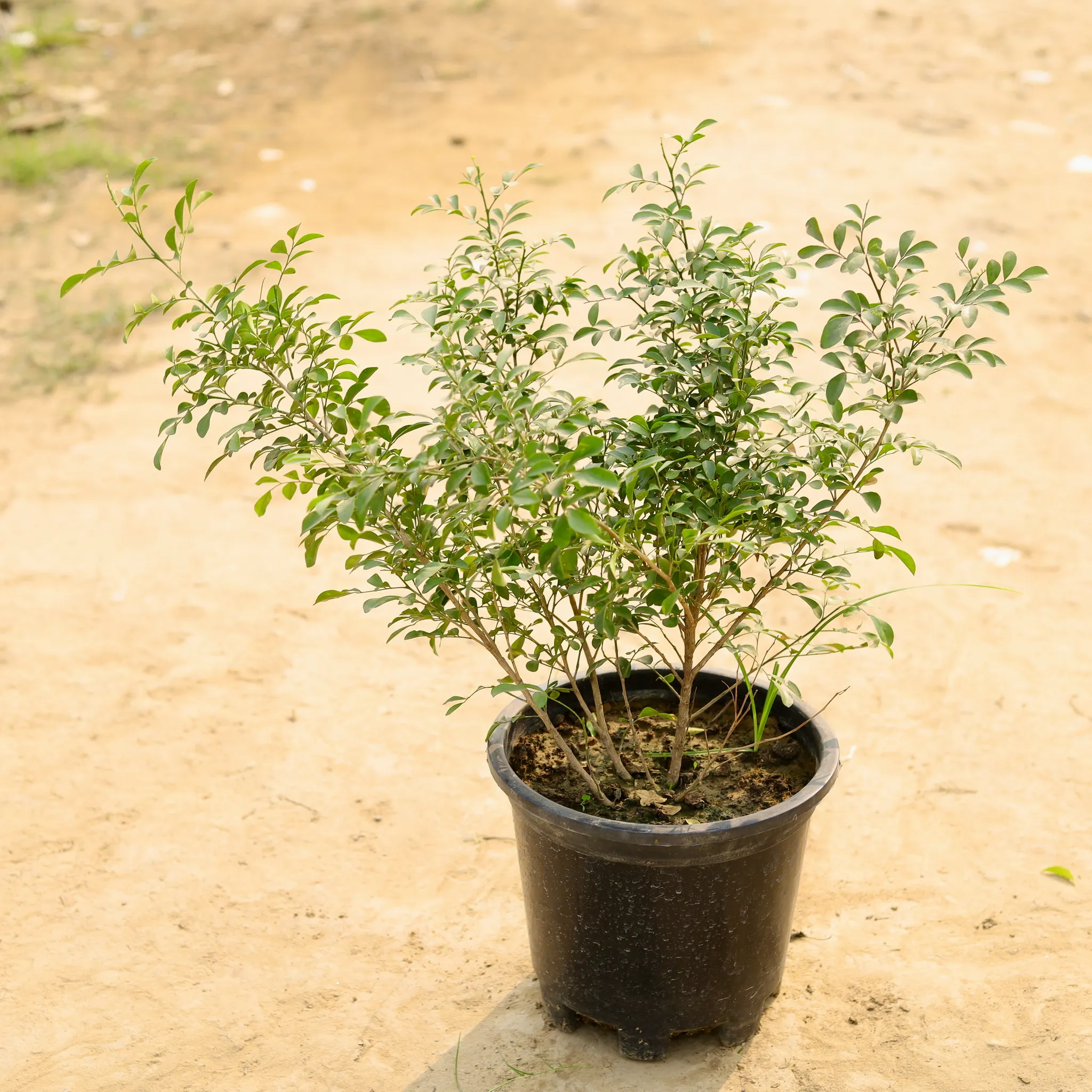 Madhu Kamini White / Murraya in 10 Inch Nursery Pot