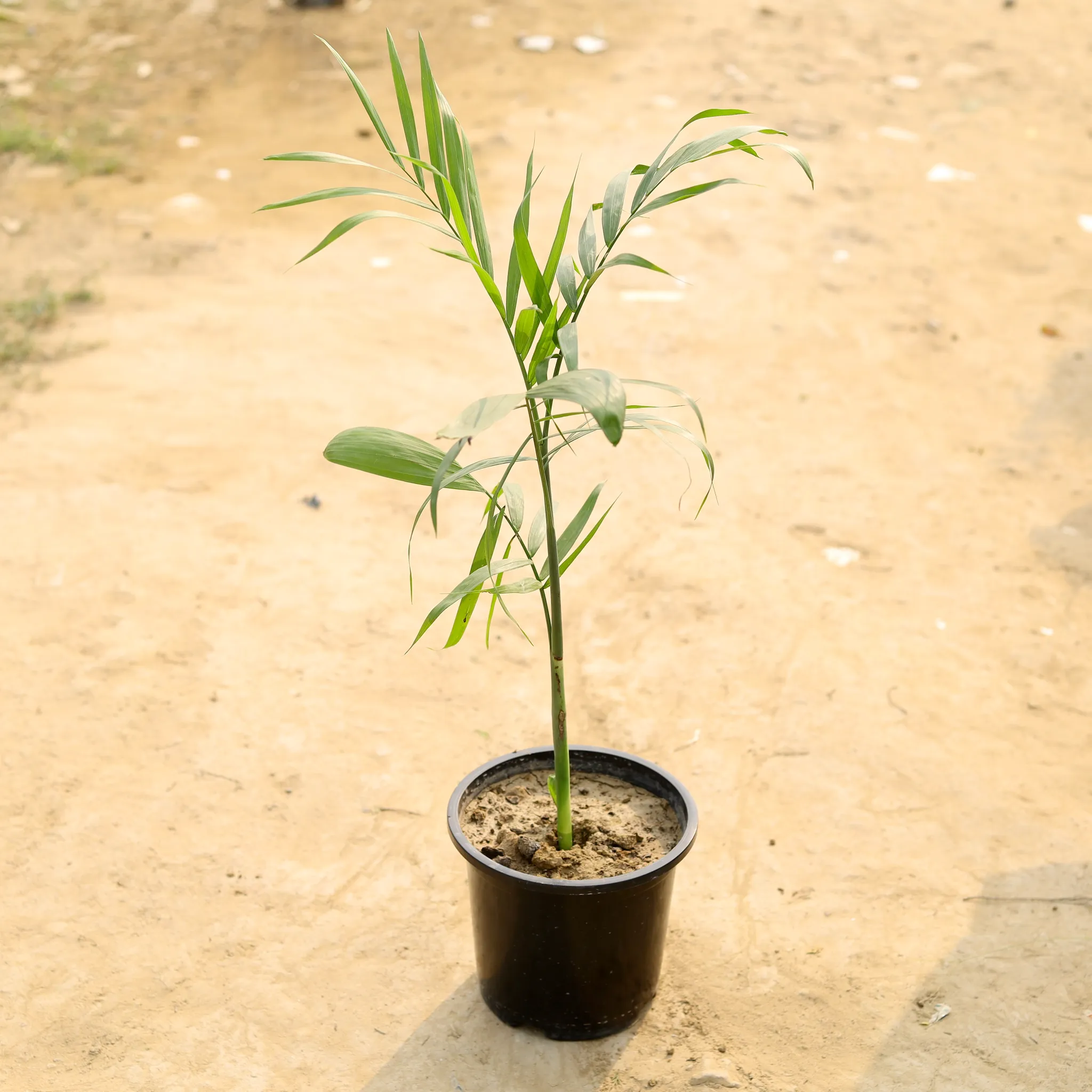 Chameadorea Palm in 10 Inch Nursery Pot