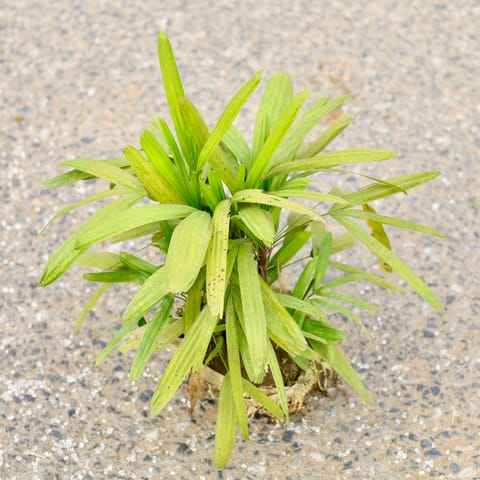 Raphis Palm? in 6 Inch Nursery Bag