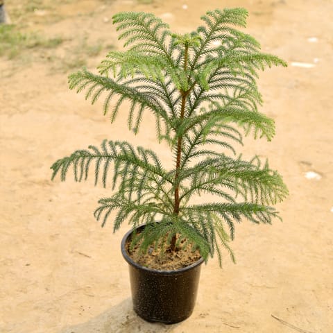Araucaria / Christmas Tree in 6 Inch Nursery Pot
