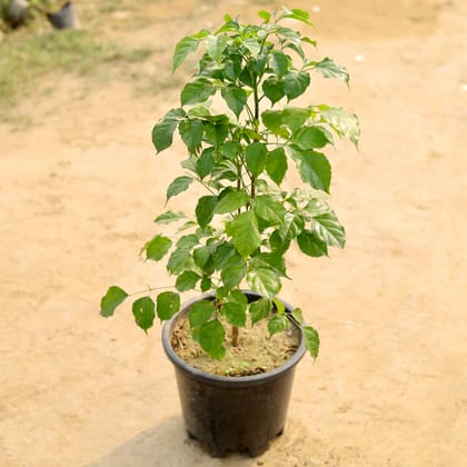 Buy China Doll / Radermachera in 8 Inch Nursery Pot Online | Urvann.com