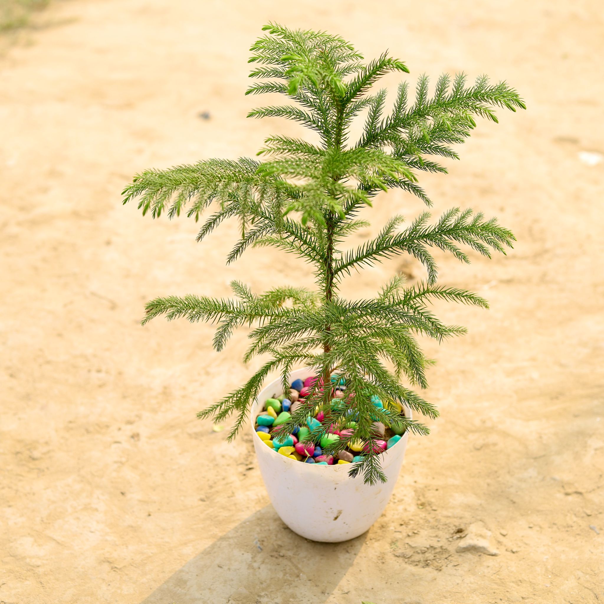 Araucaria / Christmas Tree in 6 Inch White Premium Orchid Round Plastic Pot