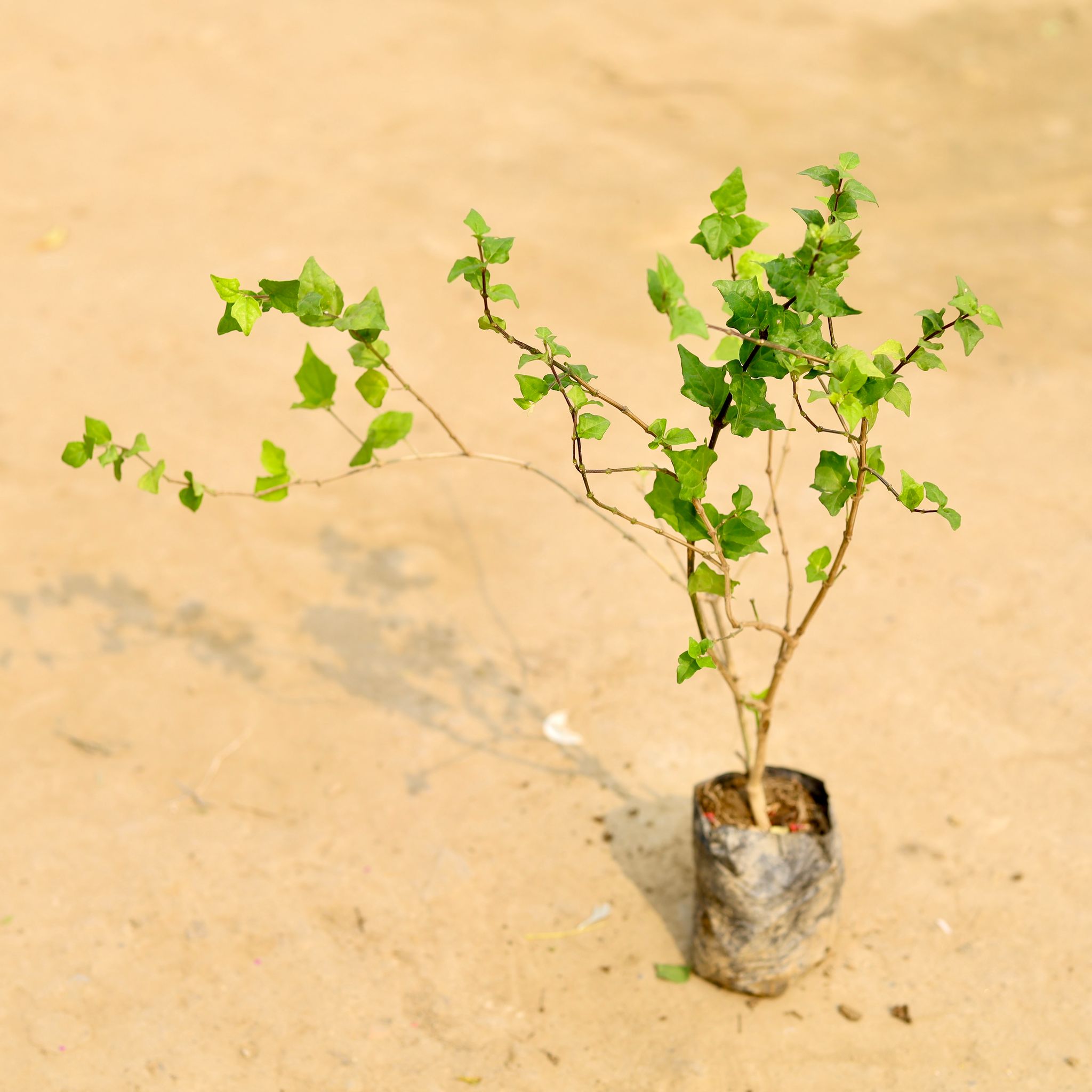 Kabutari Plant in 3 Inch Nursery Bag
