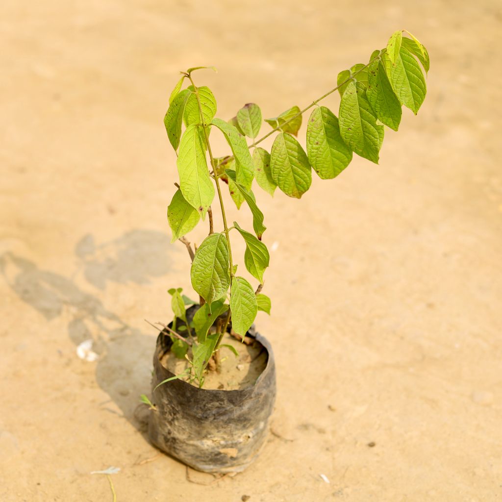Buy Madhu Malti / Rangoon Creeper in 4 Inch Nursery Bag Online | Urvann.com Madhu Malti / Rangoon Creeper� in 4 Inch Nursery Bag