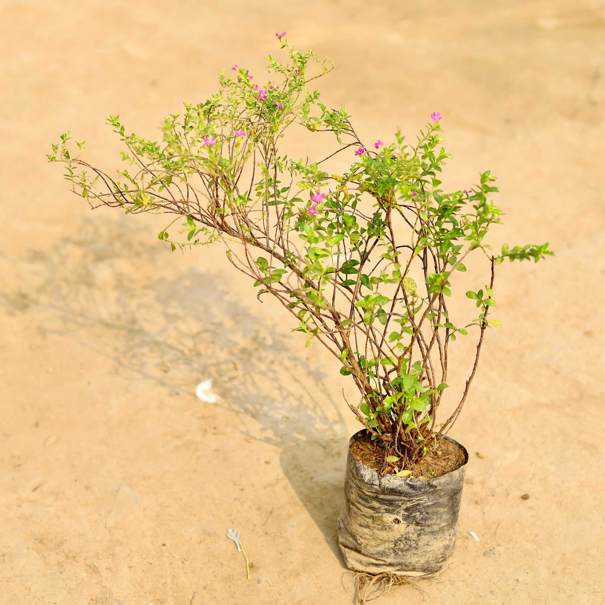Cuphea / False Heather Pink in 4 Inch Nursery Bag