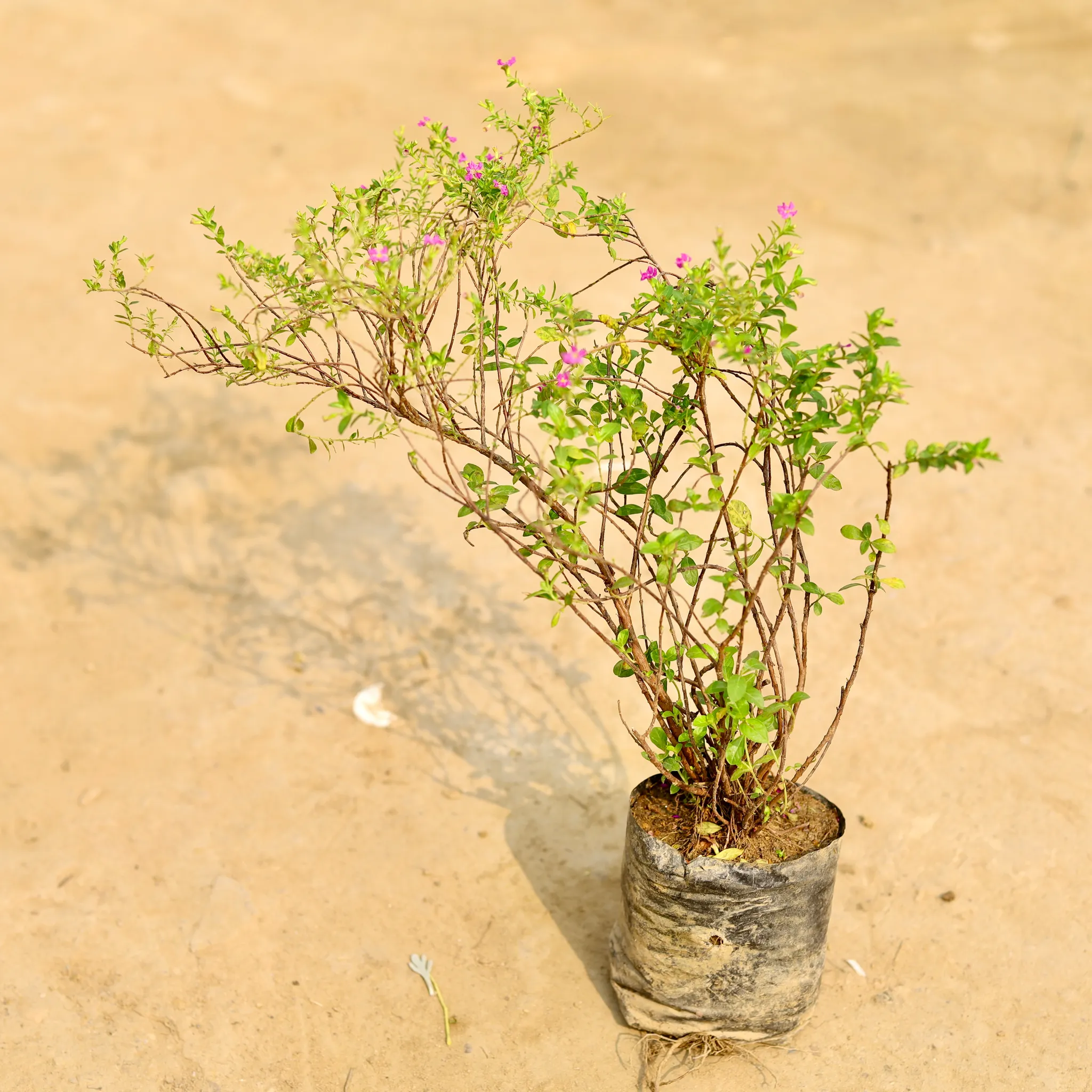 Cuphea / False Heather Pink in 4 Inch Nursery Bag
