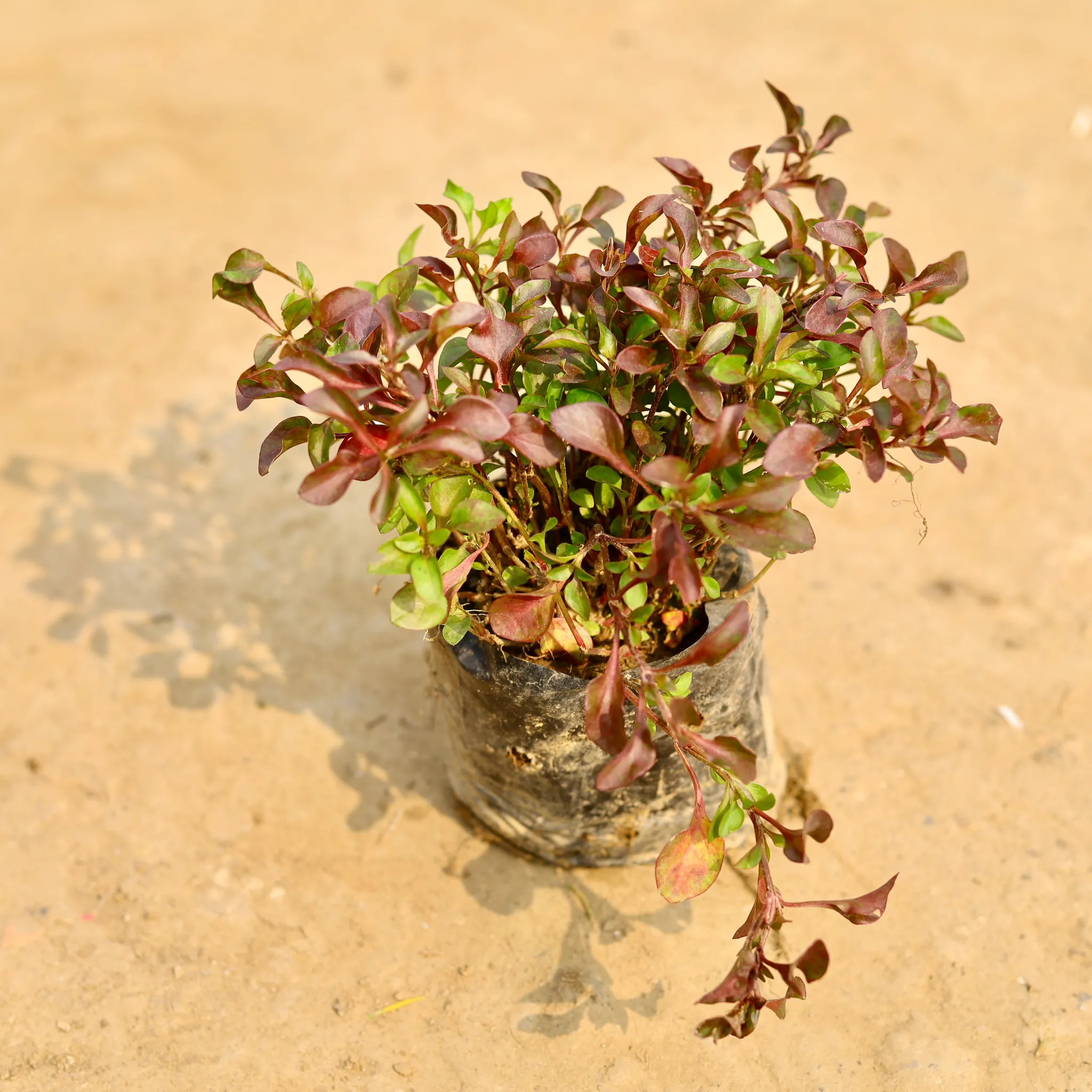 Alternanthera Red in 4 Inch Nursery Bag