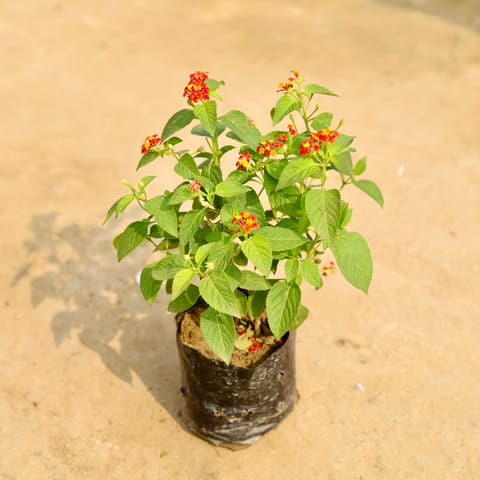 Lantana Red in 5 Inch Nursery Bag