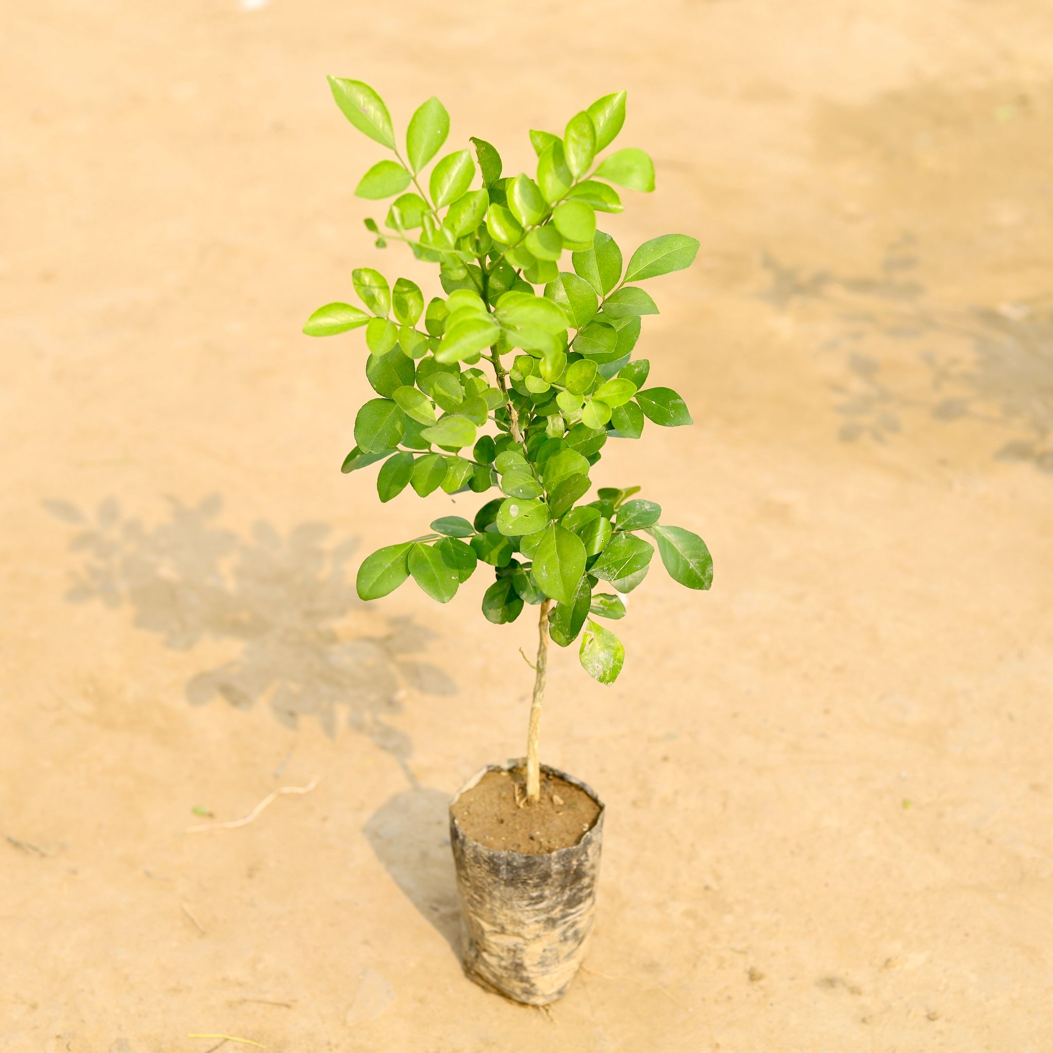 Madhu Kamini / Murraya in 4 Inch Nursery Bag