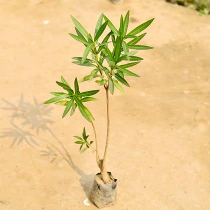 Buy Kaner / Oleander (Any Colour) in 4 Inch Nursery Bag Online | Urvann.com