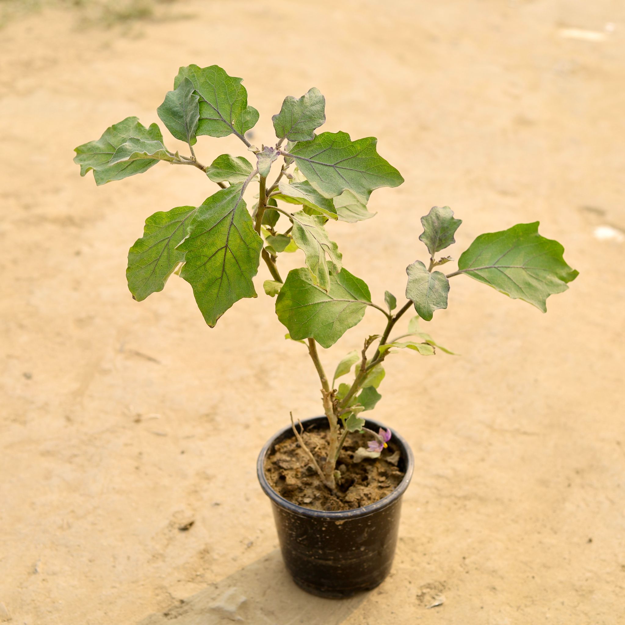 Brinjal / Baigan in 5 Inch Nursery Pot