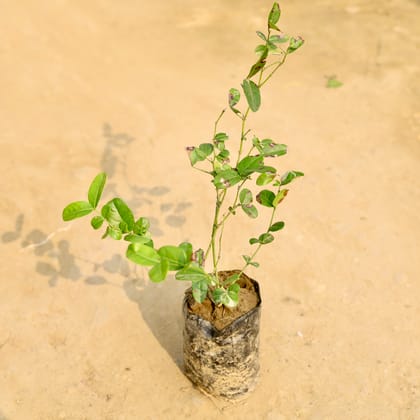 Buy Karonda in 4 Inch Nursery Bag Online | Urvann.com