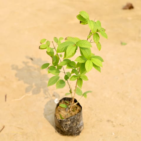 Madhu Malti / Rangoon Creeper� in 4 Inch Nursery Bag
