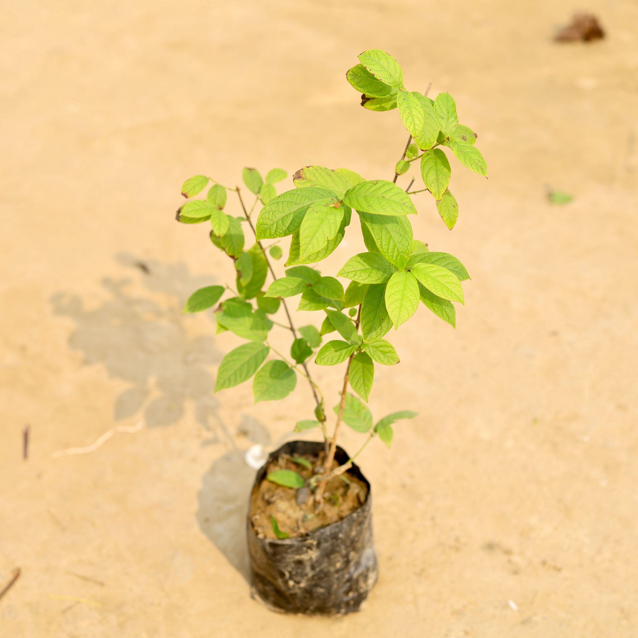 Madhu Malti / Rangoon Creeper� in 4 Inch Nursery Bag