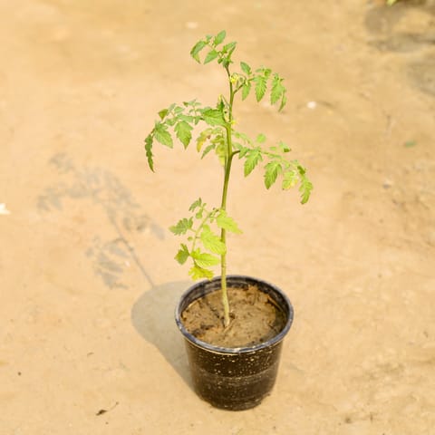 Tomato Plant in 6 Inch Nursery Pot