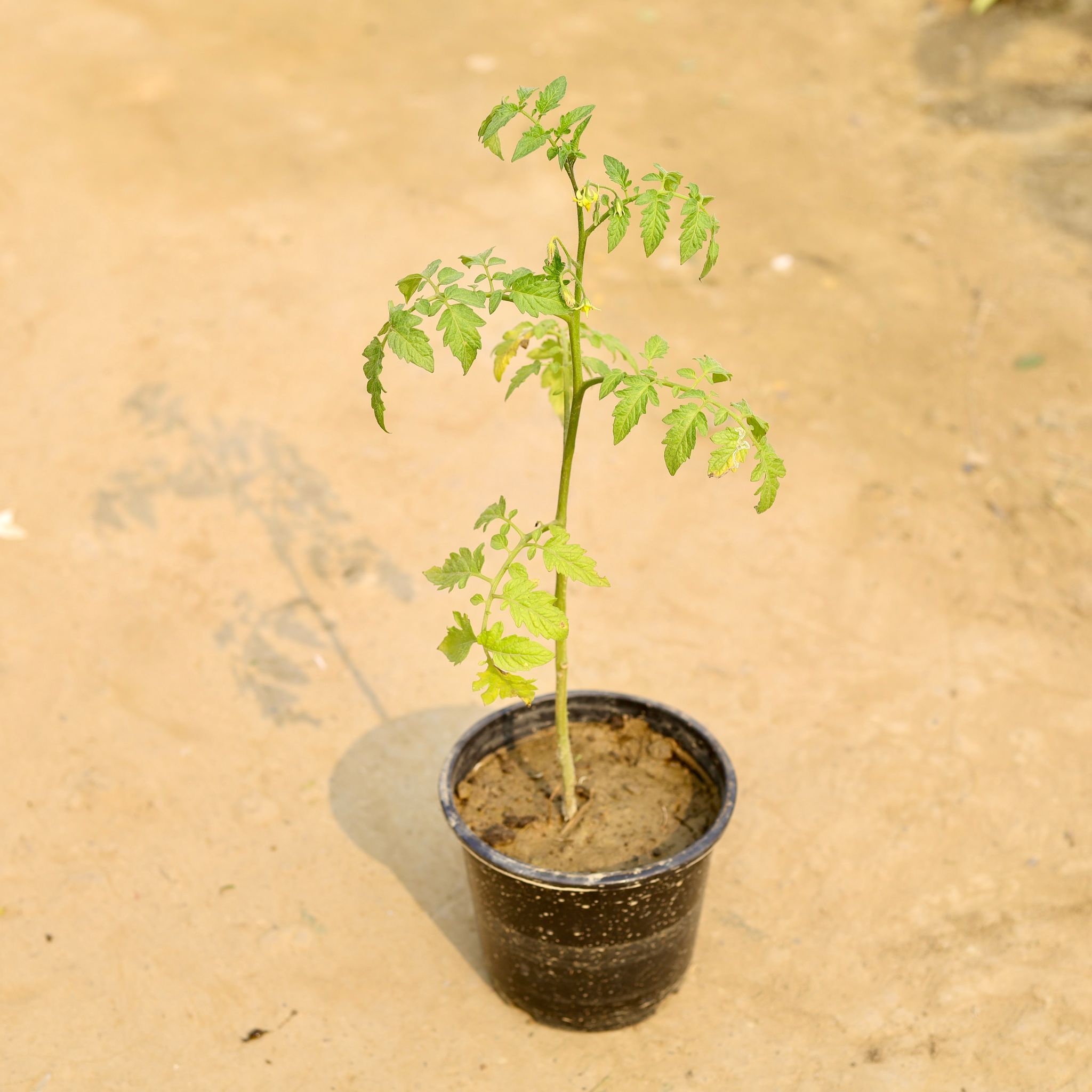 Tomato Plant in 6 Inch Nursery Pot