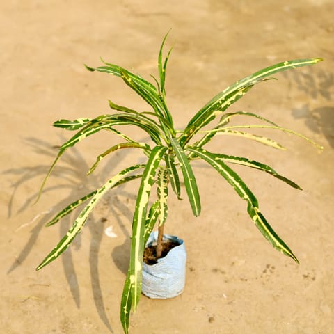 Chironji Croton in 4 Inch Nursery Bag