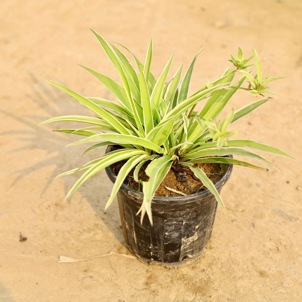 Buy Spider in 5 Inch Nursery Pot Online | Urvann.com Spider in 5 Inch Nursery Pot
