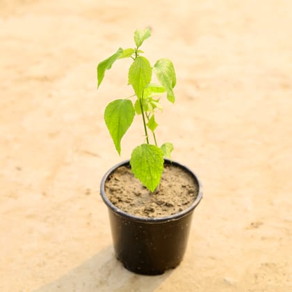 Buy Mirchi Gudhal in 5 Inch Nursery Pot Online | Urvann.com