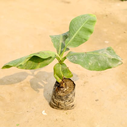 Buy Banana / Kela Plant in 4 Inch Nursery Bag Online | Urvann.com