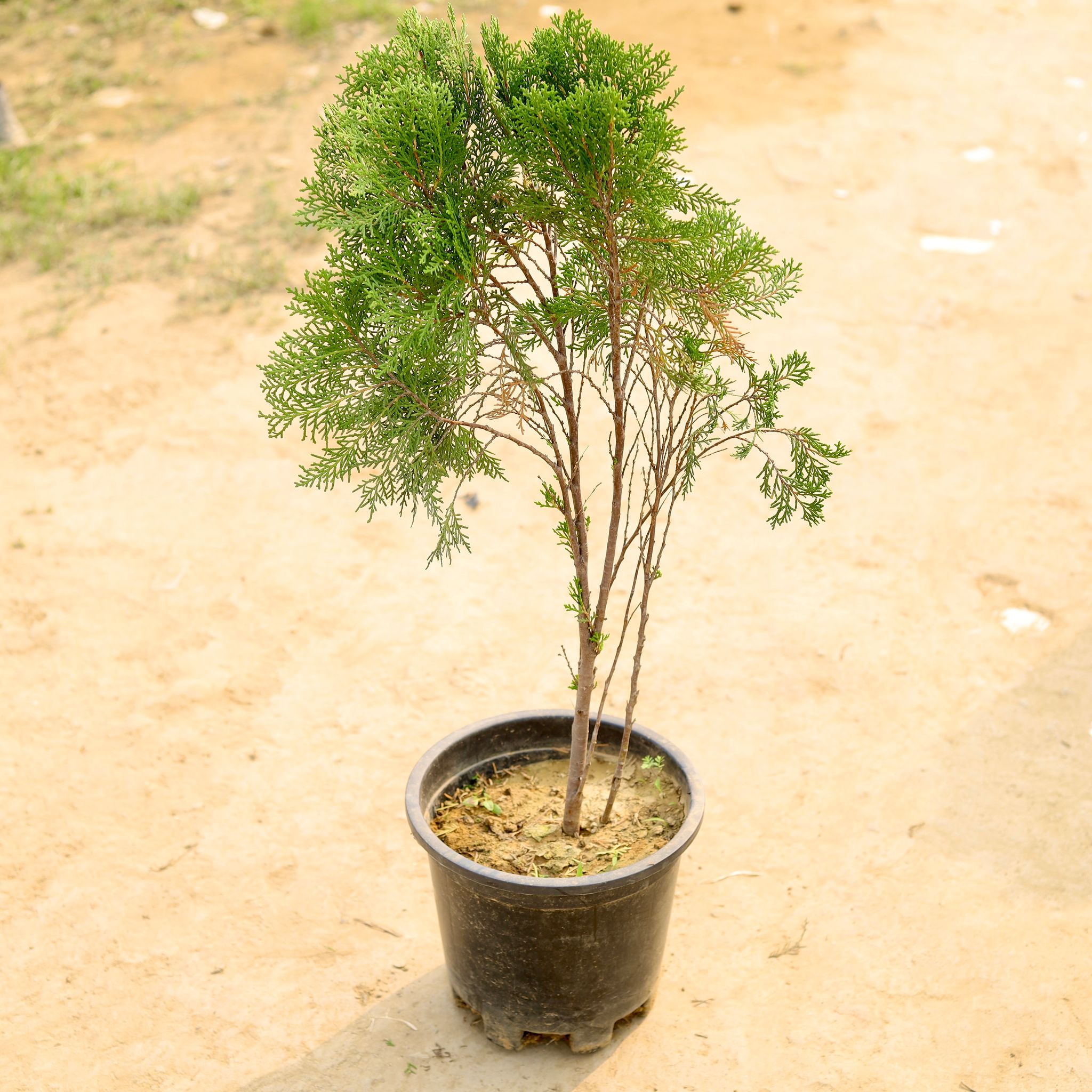 Morepankhi in 6 Inch Nursery Pot
