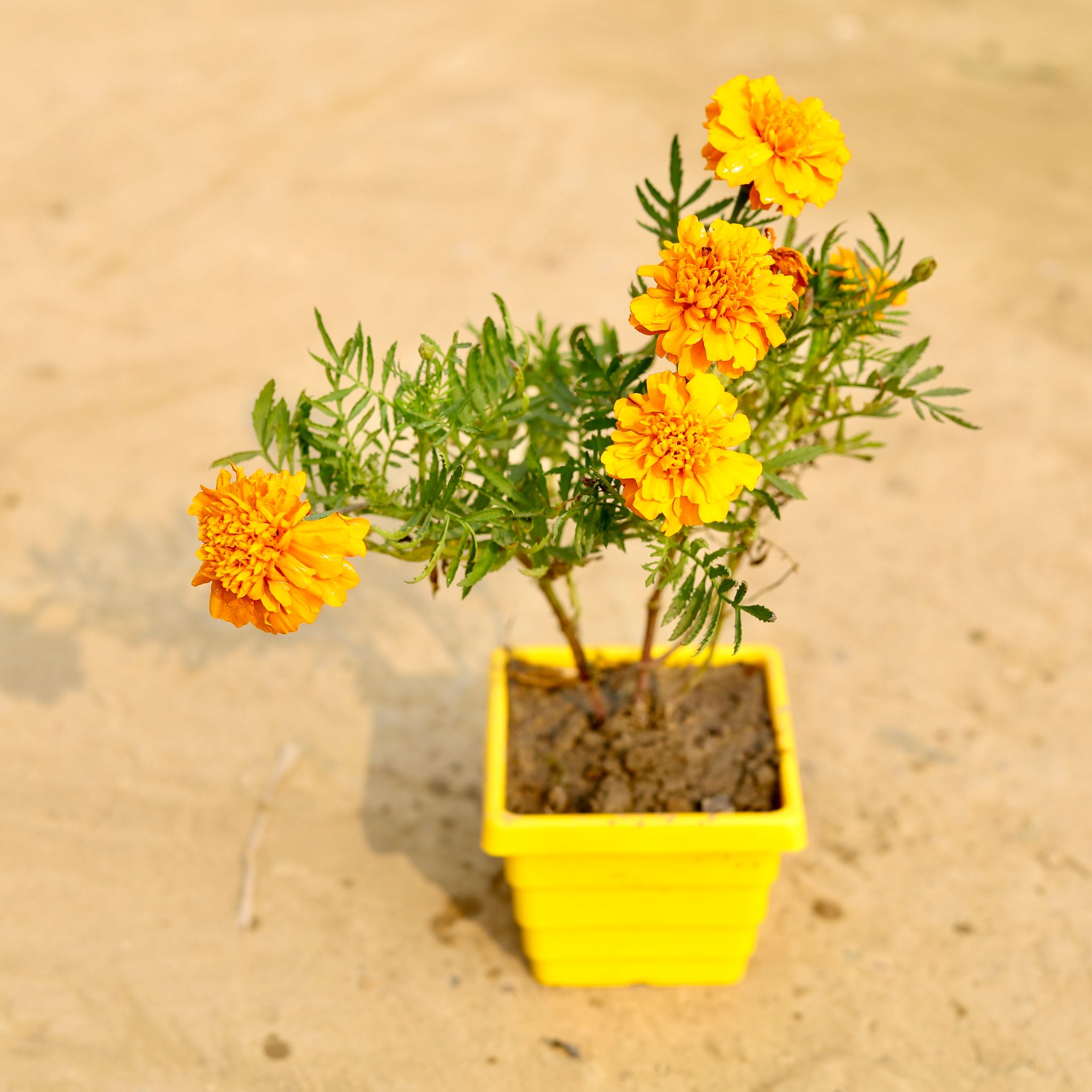 Marigold / Genda Jafri (Any Colour) in 4 Inch Yellow Premium Orchid Square Plastic Pot