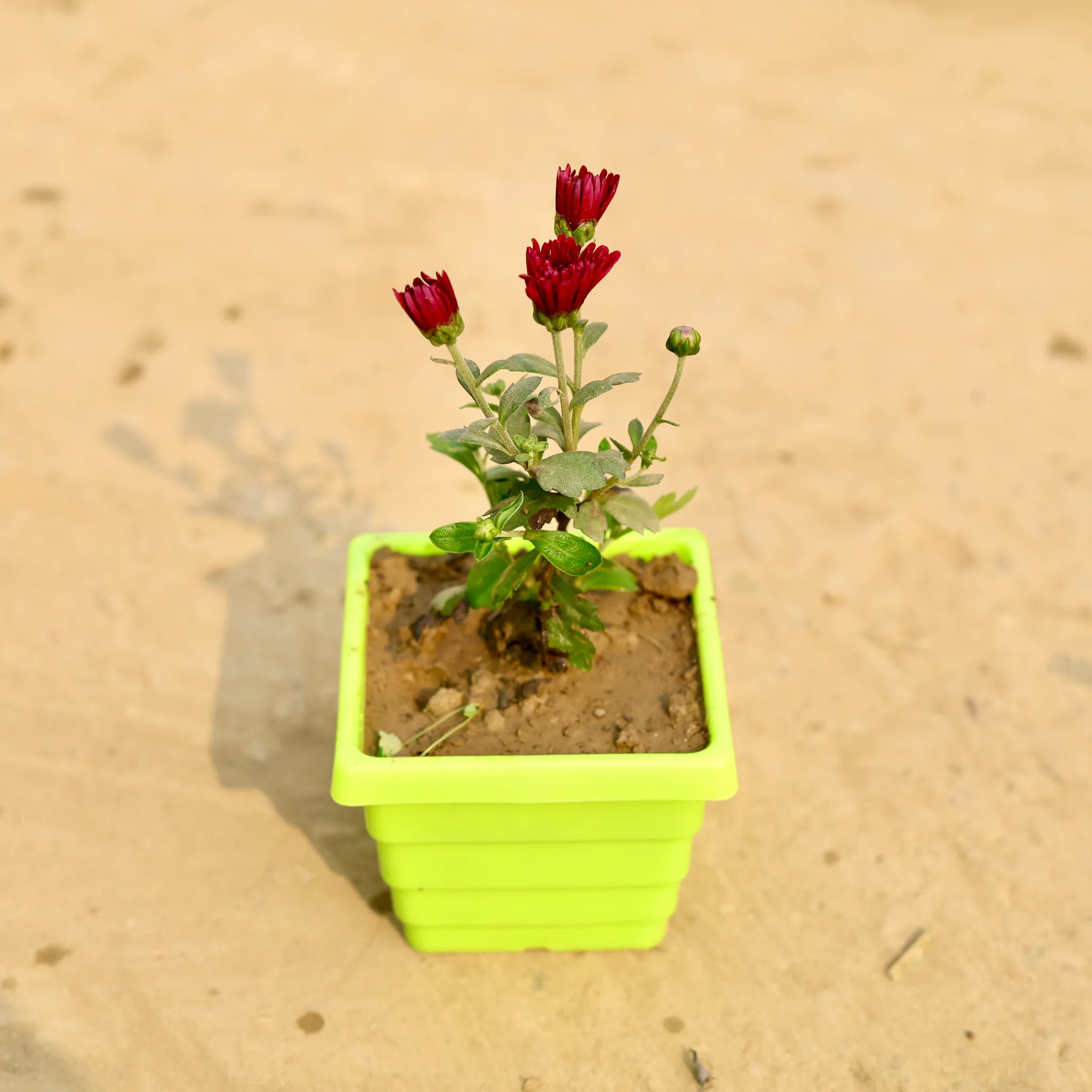Chrysanthemum / Guldawari / Guldaudi (Any Colour) in 4 Inch Green Premium Orchid Square Plastic Pot