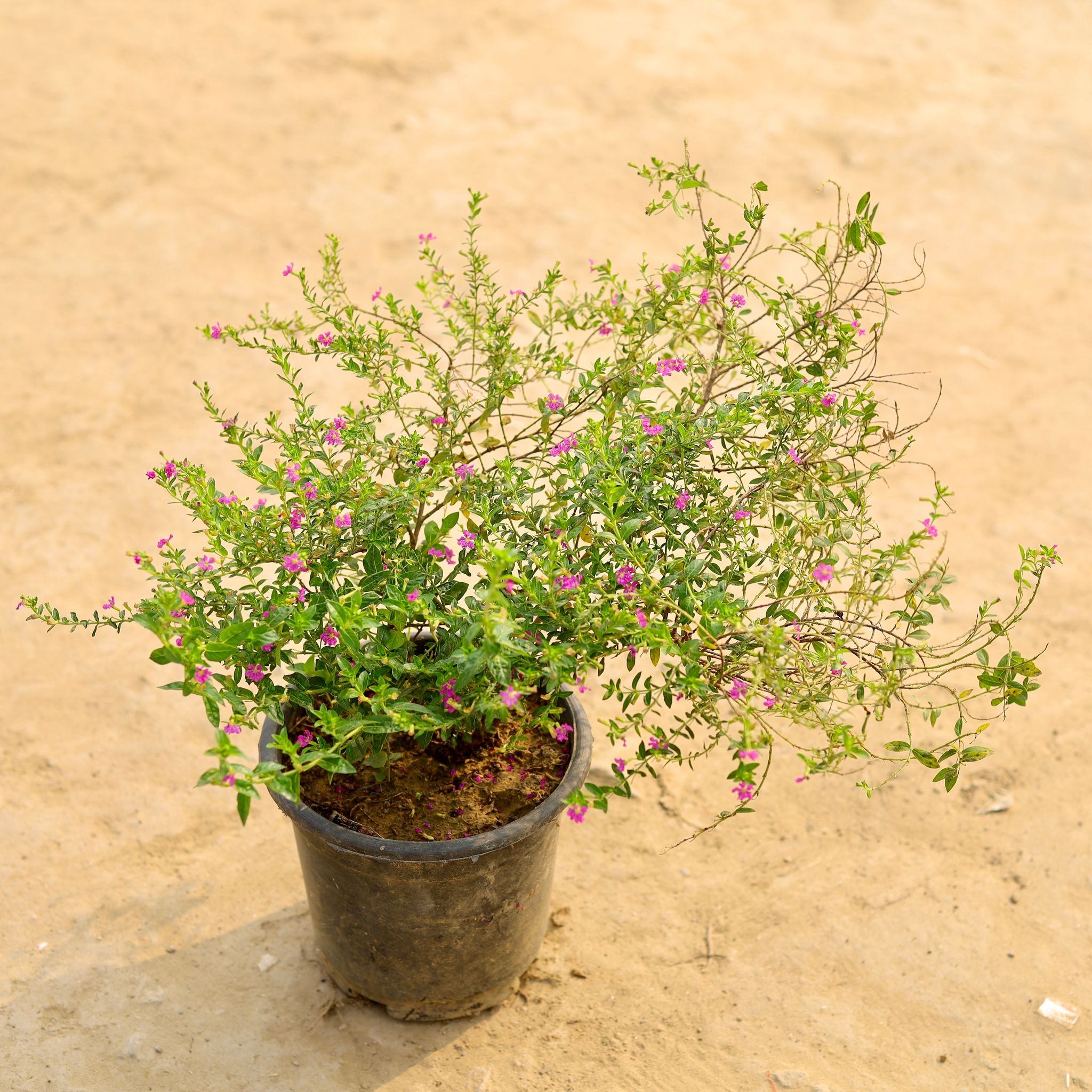 Cuphea / False Heather Pink in 5 Inch Nursery Pot