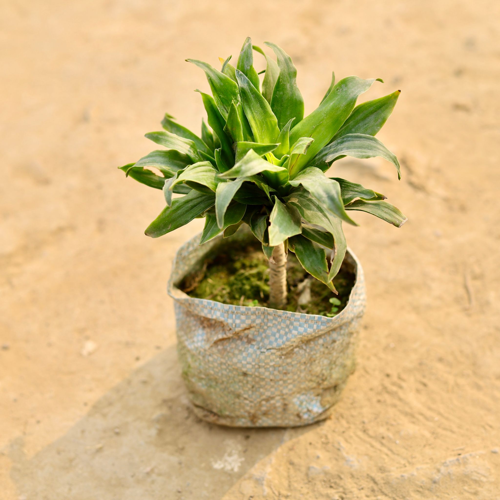 Dracaena Compacta in 4 Inch Nursery Bag
