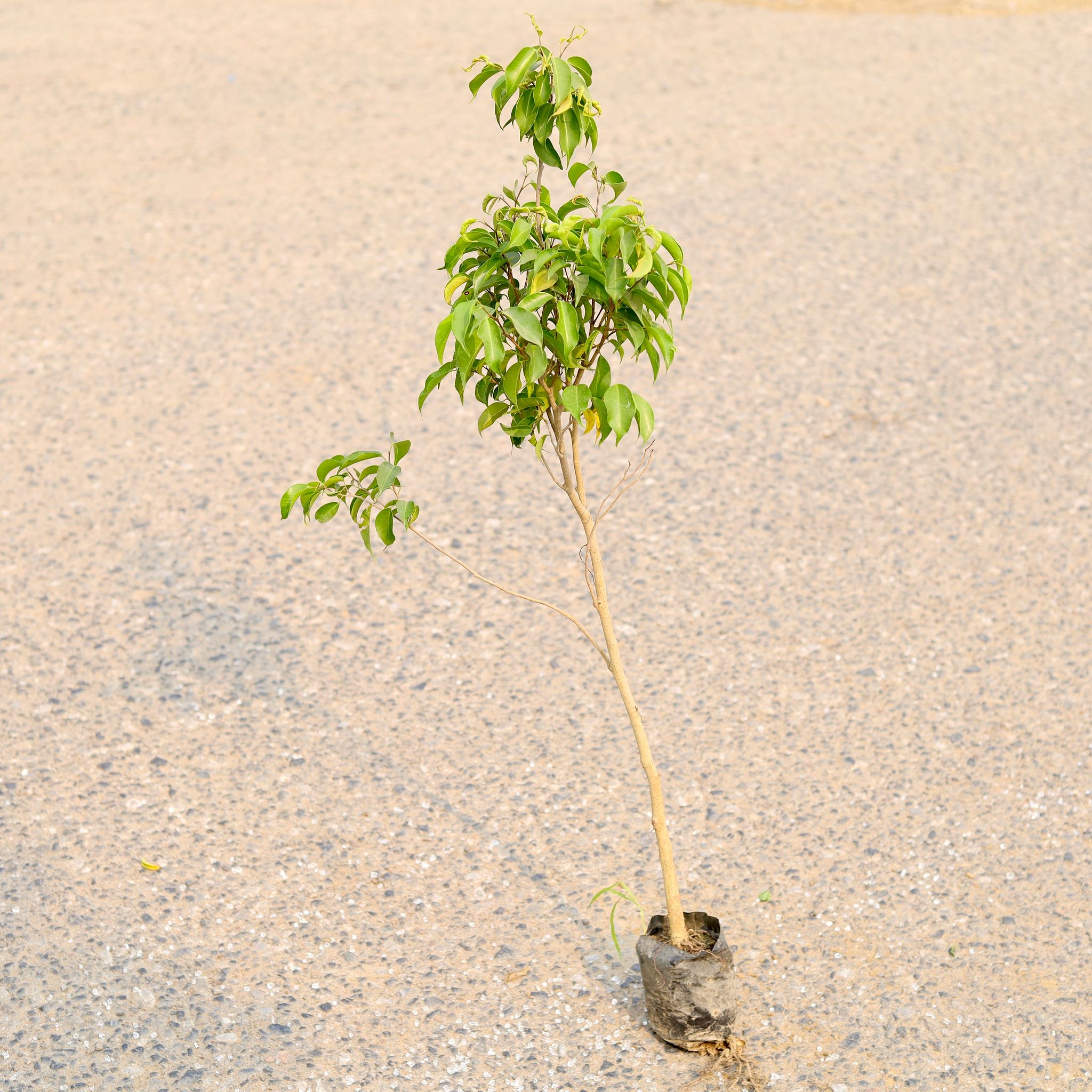 Ficus Green in 4 Inch Nursery Bag