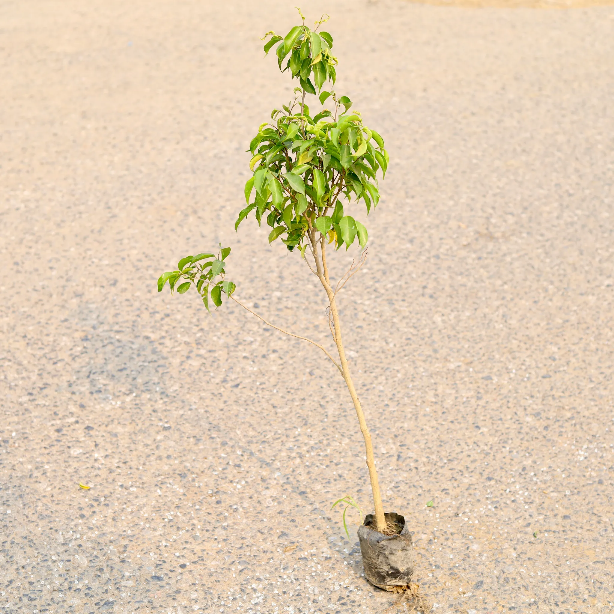 Ficus Green in 4 Inch Nursery Bag