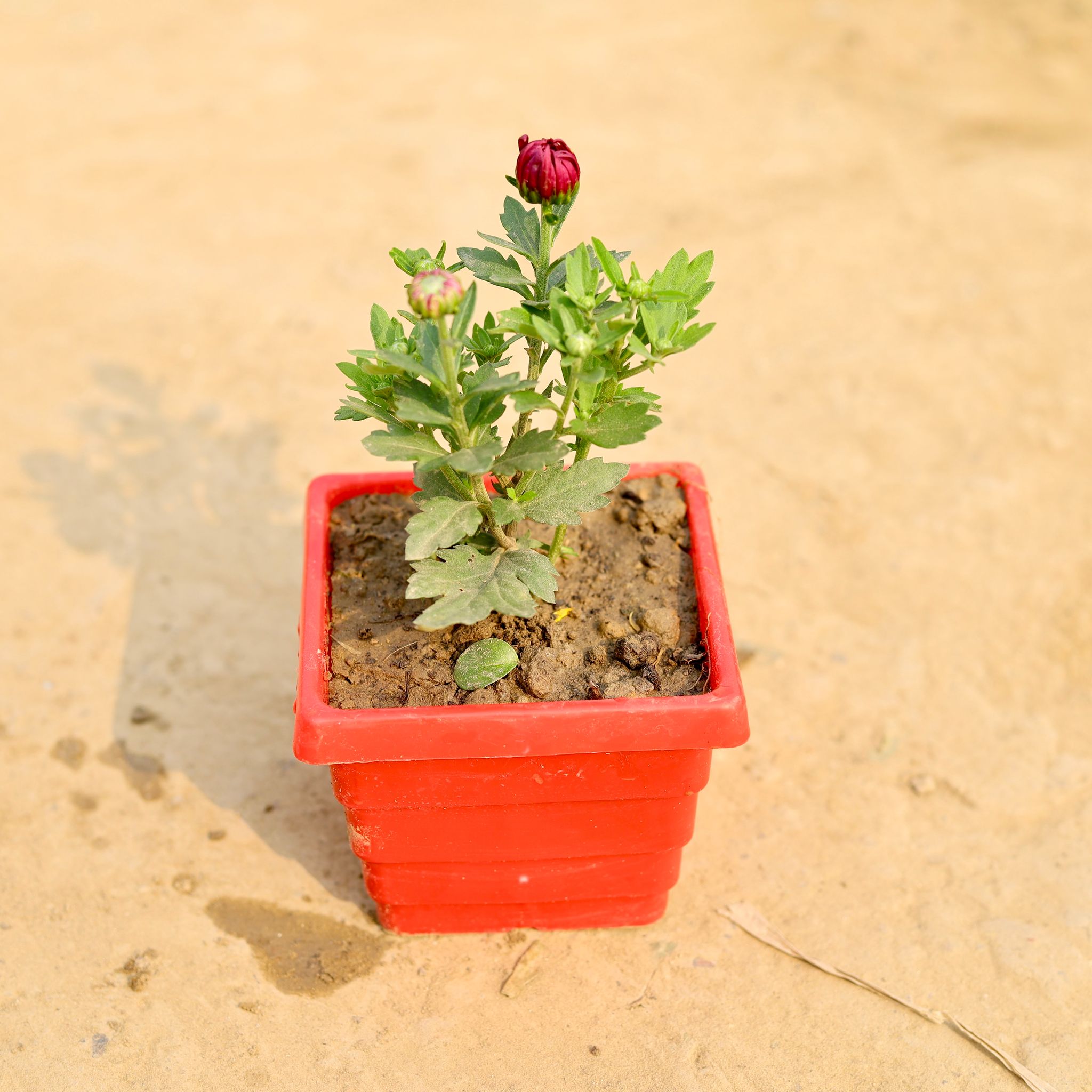 Chrysanthemum / Guldawari / Guldaudi (Any Colour) in 4 Inch Red Premium Orchid Square Plastic Pot